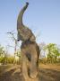 Asian Indian Elephant Holding Trunk In The Air, Bandhavgarh National Park, India. 2007 by Tony Heald Limited Edition Print