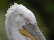 Dalmatian Pelican Captive, Iucn Red List Of Endangered Species by Eric Baccega Limited Edition Print