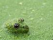 Young Edible Frog Amongst Duckweed, La Brenne, France by Philippe Clement Limited Edition Print
