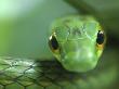 Satiny Parrot Snake Close Up, Costa Rica by Edwin Giesbers Limited Edition Print