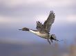 Adult Male Northern Pintail Duck Flying, Bosque Del Apache National Wildlife Refuge, New Mexico by Mark Carwardine Limited Edition Print