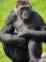 Western Lowland Gorilla Mother Holding Baby. Captive, France by Eric Baccega Limited Edition Print