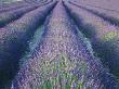 Fields Of Lavander Flowers Ready For Harvest, Sault, Provence, France, June 2004 by Inaki Relanzon Limited Edition Print