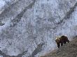 Brown Bear On Slope, Kronotsky Zapovednik, Kamchatka, Far East Russia by Igor Shpilenok Limited Edition Print