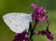 Holly Blue Butterfly Wings Closed, Feeding On Purple Loosestrife, West Sussex, England, Uk by Andy Sands Limited Edition Print