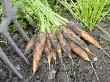 Freshly Dug Home Grown Organic Carrots 'Early Nantes', Norfolk, Uk by Gary Smith Limited Edition Print