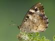 Speckled Wood Butterfly Resting On Fern, Uk by Andy Sands Limited Edition Pricing Art Print