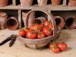 Freshly Picked Home Grown Tomatoes In Kitchen Colander In Rustic Potting Shed Setting, Uk by Gary Smith Limited Edition Print