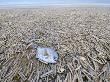 Mass Of Pod Razorshells And A Ray's Bream Washed Up On Beach, North Norfolk, Uk, December 2008 by Gary Smith Limited Edition Print