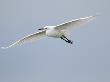 Little Egret In Flight, Norfolk, Uk by Gary Smith Limited Edition Print