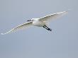 Little Egret In Flight, Norfolk, Uk by Gary Smith Limited Edition Pricing Art Print