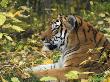 Siberian Amur Tiger, Male Rescued From Poachers, Eutyos Wildlife Rehabilitation Centre, Kutuzovka by Mark Carwardine Limited Edition Print