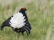 Black Grouse Black Cock Moor Cock Displaying On Lek, Upper Teesdale, Co Durham, Uk by Andy Sands Limited Edition Print