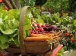 Freshly Harvested Carrots, Beetroot And Radishes In A Summer Garden, Norfolk, July by Gary Smith Limited Edition Print