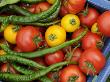 Summer Greenhouse Harvest Of Tomatoes And Chillies In Rustic Trug, Norfolk, Uk by Gary Smith Limited Edition Print