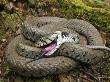 Grass Snake Drawing Breath While Feigning Death, Hertfordshire, England, Uk by Andy Sands Limited Edition Print