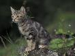 European Brown Tabby Kitten, Sitting On Rock In Garden, Italy by Adriano Bacchella Limited Edition Pricing Art Print