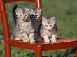 Three European Silver Tabby Kittens Sitting On Red Chair, Italy by Adriano Bacchella Limited Edition Print