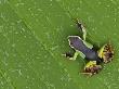 Mantella Frog On Leaf, Madagascar by Edwin Giesbers Limited Edition Print