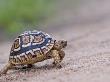 Leopard Tortoise Walking Across Sand, Tanzania by Edwin Giesbers Limited Edition Pricing Art Print