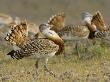 Geat Bustard Flock, Extremadura, South Spain by Inaki Relanzon Limited Edition Print