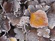 Frosted Leaves On Heathland, New Forest National Park, Hampshire, England by Adam Burton Limited Edition Print