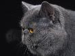 Exotic Grey Cat, Portrait by Adriano Bacchella Limited Edition Print
