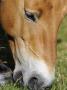 Semi Wild Przewalski Horse Grazing, Parc Du Villaret, Causse Mejean, Lozere, France by Eric Baccega Limited Edition Print