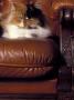 Black, White And Cream Mackerel Tabby Persian Cat Resting In Armchair by Adriano Bacchella Limited Edition Print