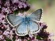 Chalkhill Blue Butterfly Male Feeding On Flowers Of Marjoram, Uk by Andy Sands Limited Edition Print