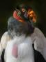 Portrait Of King Vulture Chaparri Ecological Reserve, Peru, South America by Eric Baccega Limited Edition Print