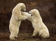 Two Polar Bears Play Fighting, Churchill, Hudson Bay, Canada by Inaki Relanzon Limited Edition Print