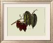 The Cocoa Tree by Sir Hans Sloane Limited Edition Print