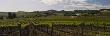 Cloud Over A Vineyard, California, Usa by Panoramic Images Limited Edition Pricing Art Print