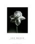 Daffodil by Len Prince Limited Edition Print