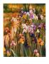 Iris Pathway by Marilyn Hageman Limited Edition Print