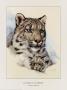 Snow Leopard by Clancy Cherry Limited Edition Pricing Art Print