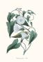 Calystegia Sepium by George Wolfgang Knorr Limited Edition Print