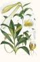 Lilium Neilgherriense by Georg Dionysius Ehret Limited Edition Print