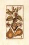 Antique Pear Ii by Joyce Combs Limited Edition Print