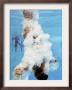 At&T Usa Diving Grand Prix, Fort Lauderdale, Florida by J. Pat Carter Limited Edition Pricing Art Print