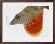 A Cuban Anole Lizard Displays His Dewlap, A Colorful Flap Of Skin Under His Neck by Wilfredo Lee Limited Edition Print