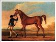 Racehorse Regulus by R. Roper Limited Edition Print
