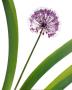 Allium by Olivier Borderie Pricing Limited Edition Art Print