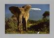Elephant By Mount Kilimanjaro, Kenya by Jean-Michel Labat Limited Edition Print