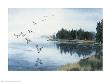 Misty Morning Mallards, 1984 by Carolyn Shores-Wright Limited Edition Print