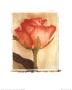 Pink Rose by Deborah Schenck Limited Edition Print