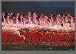 Flamingos At Lake Bogoria, Kenya by Michel & Christine Denis-Huot Limited Edition Print