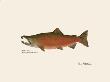Coho Fish by Ron Pittard Limited Edition Print