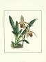 Orchid Iii by J. Nugent Fitch Limited Edition Print